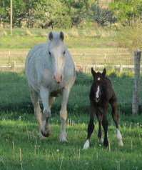 Lundberg-Horse-Dam-Foal-Ann-Arbor